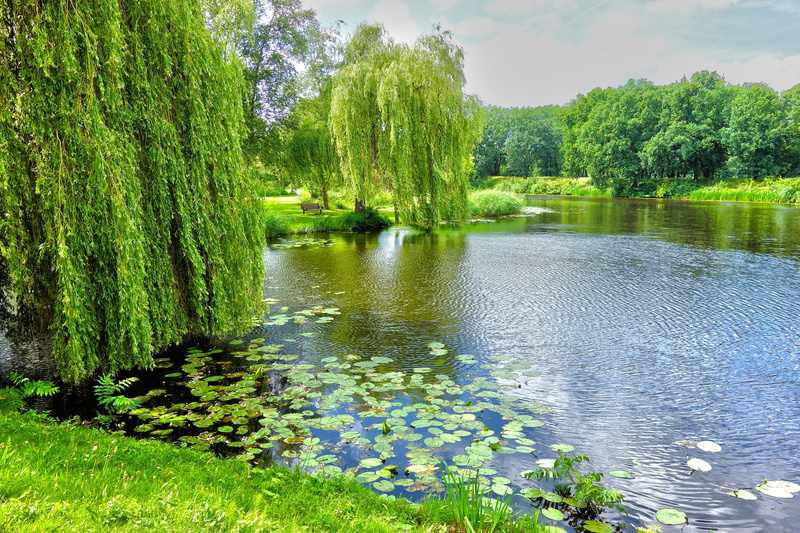 tranquil scene, park, beauty in nature, near, netherlands, scenic, lake, forest, trees, summer, water, plant, flowering plant, scenery, flower, freshness