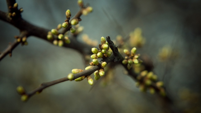 blur, hd, fig, flowers, nature, 1080P, plant, weeping