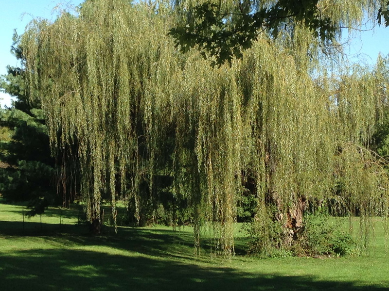 scenics - nature, outdoors, tranquility, land, foliage, tree, nature, non-urban scene, growth, weeping willow tree, lush foliage, forest, day, no people