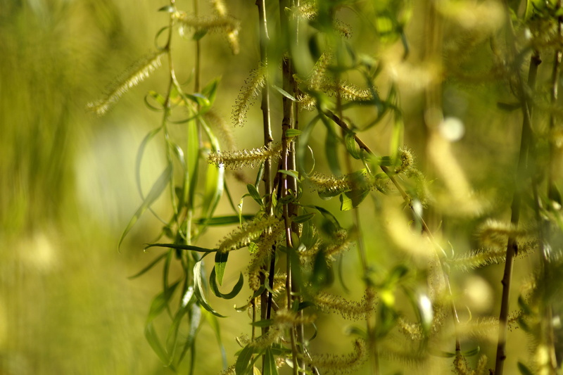 vulnerability, focus on foreground, freshness, tranquility, nature, no people, plant, fragility, 5K, plant part, growth, leaves, leaf, sunlight, day, weeping willow