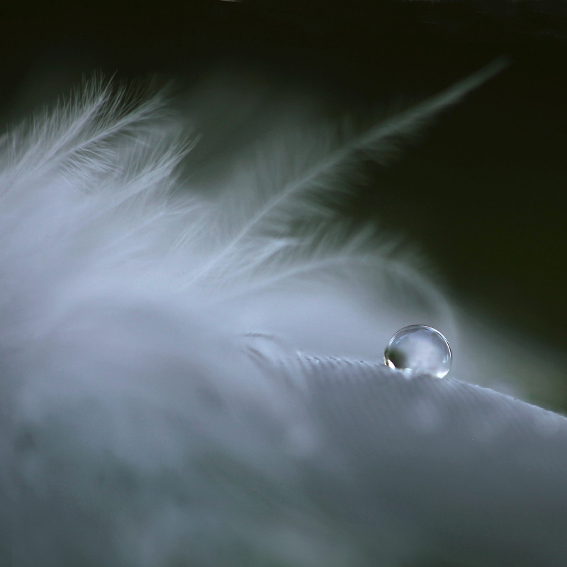 backgrounds, space, purity, outdoors, soft focus, drop, freshness, feathers, nature, 2K, rain, grief, tear, wet, no people, beauty in nature, close-up