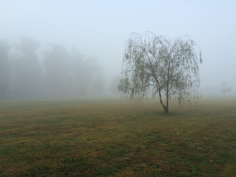 land, plant, nature, beauty in nature, hazy, willow, isolated, 2K, field, fog, environment, non-urban scene, landscape, mayfield, cold temperature, tree