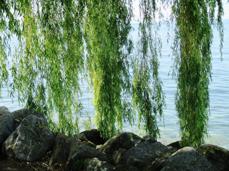 tree, beauty in nature, growth, outdoors, rock, water, weeping willow, body, green, day, no people, nature, land, 4K, tree trunk, near, bamboo - plant