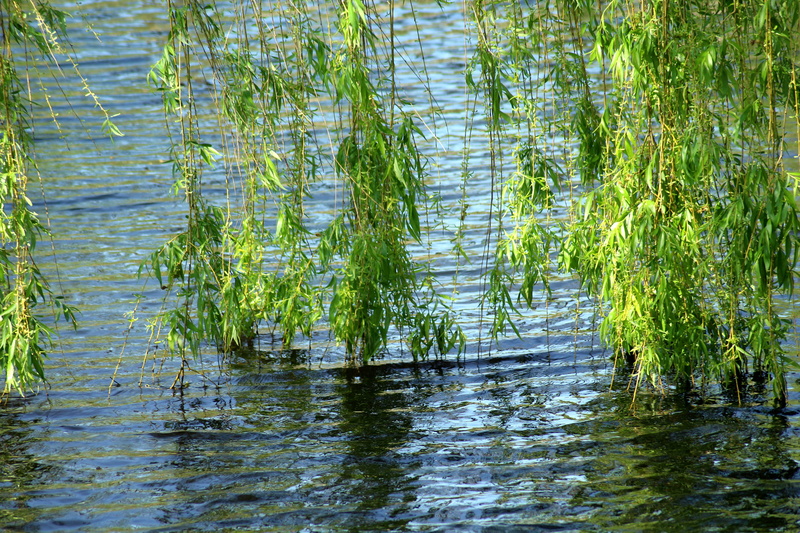 flood, swamp, willow, water, green, tranquility, growth, rippled, animal wildlife, outdoors, 5K, green color, plant, lake, reflection, waterfront, weeping willow