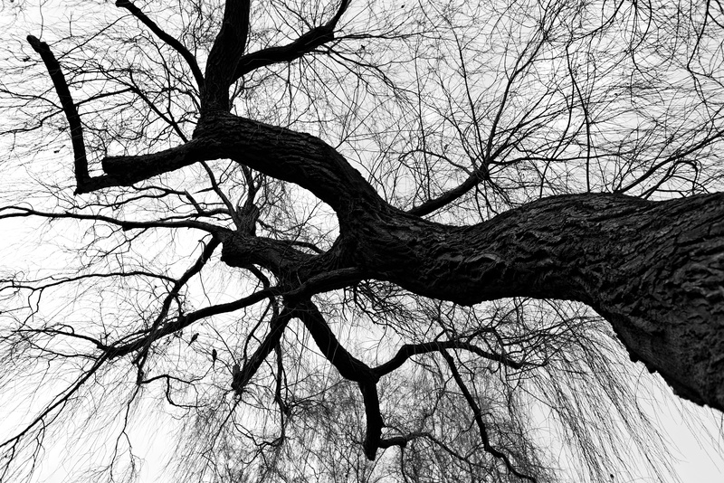 plant, low angle view, 5K, winter tree, photo, no people, bare tree, beauty in nature, parakeet, tree, dead plant, land, bare, non-urban scene, scenics - nature