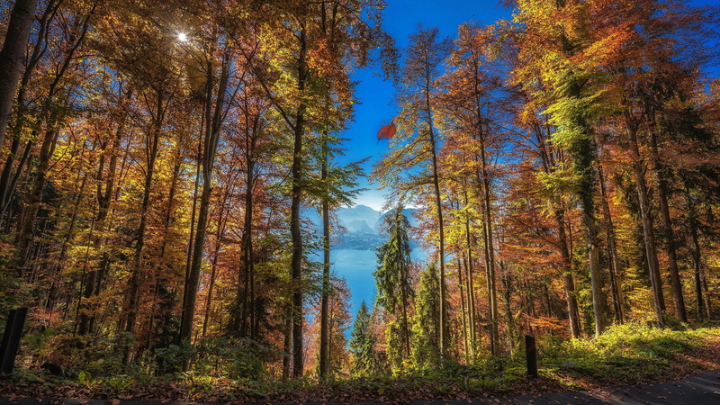 sky, plant, woody plant, nature, forest, tree, autumn colors, autumn, land, autumn leaves, woods, non-urban scene, tree trunk, wilderness, outdoors, idyllic