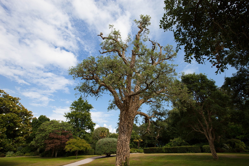 tree trunk, white, quercus suber, sky, scenics - nature, trunk, solitaire, plant, green color, rest, 5K, growth, clouds, blue, meadow, no people, tree