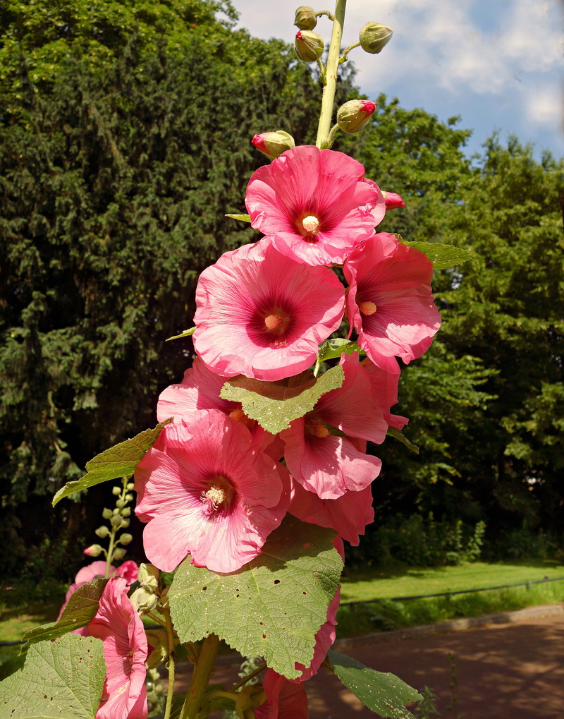 stem, no people, pistil, bright, sunshine, fragility, Flower, softness, Common Hollyhock, freshness, outdoors, inflorescence, flower head, close-up, 4K