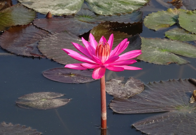 island, petal, flora, pond, nymphaea rosea, water lily, purity, floating on water, inflorescence, nymphaea rubra, havelock, flowering plant, lotus water lily