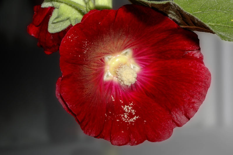 mallow, 4K, beauty in nature, plant, freshness, petal, garden, indoors, flower head, growth, no people, nature, close-up, stock rose blossom, focus on foreground