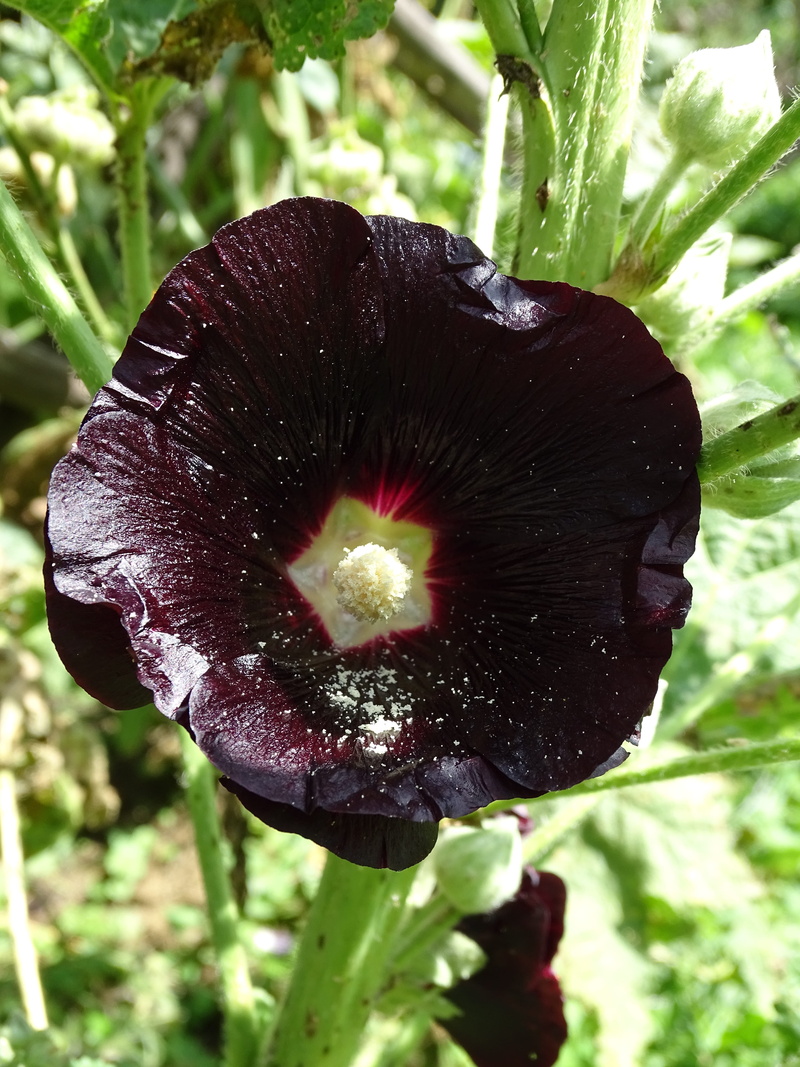 close-up, inflorescence, fragility, beauty in nature, purple, poplar rose, plant, hollyhock, growth, focus on foreground, healthy eating, alcea rosea, mallow