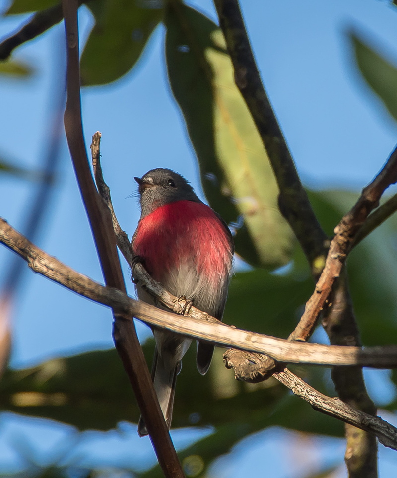 close-up, rose robin, 2K, branch, animal wildlife, animal themes, outdoors, one animal, focus on foreground, animal, grey, red, male, vertebrate, animals in the wild
