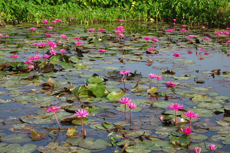 nature, aquatic, flowering plant, nilofar, raktakamal, lily, freshness, plant, beauty in nature, water lily, plant part, flower head, lake, growth, floating on water