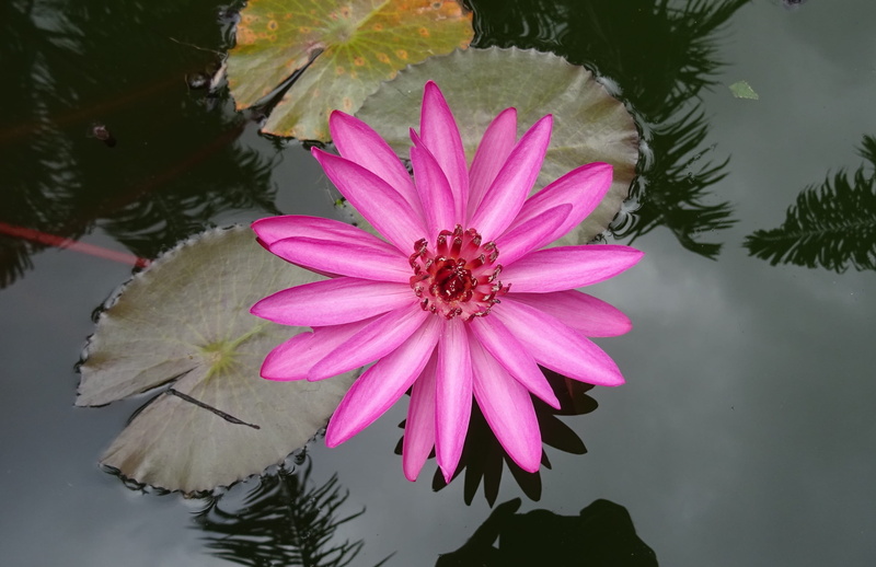 flowering plant, nilofar, focus on foreground, outdoors, no people, nymphaea magnifica, vulnerability, flower, growth, purple, inflorescence, bangalore