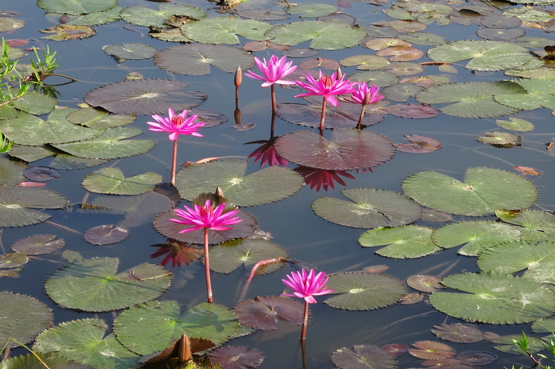 flora, plant part, lake, india, nymphaeaceae, island, high angle view, vulnerability, andaman, purple, water, water lily, bloom, nilofar, fragility, flower head