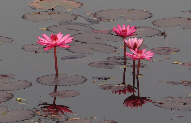 nature, flower Head, plant part, plant, water Lily, bloom, lal shapla, flowering plant, vulnerability, lake, no people, pink Color, 2K, iim, leaf, west bengal