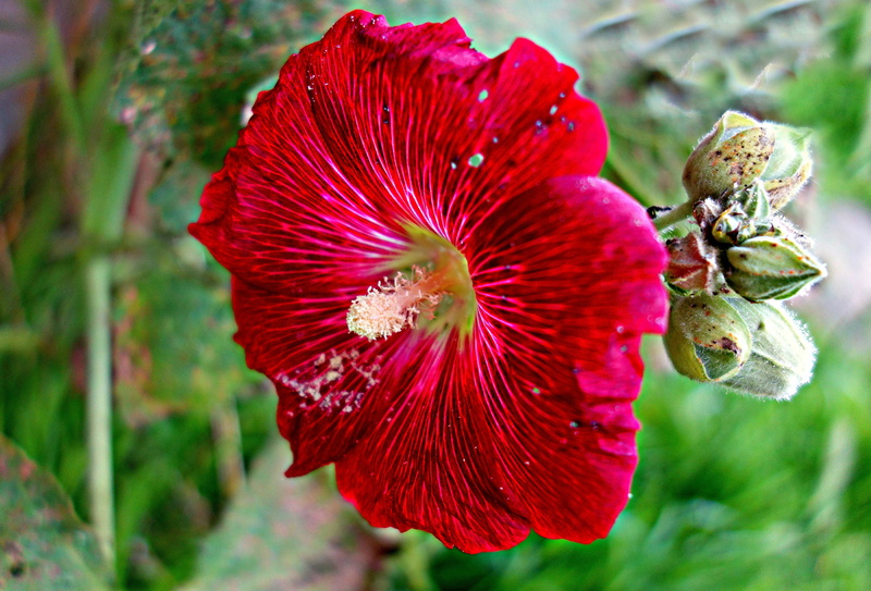 4K, plant, bloom, freshness, close-up, flower, common hollyhock, beauty in nature, pollen, alcea rosea, red, no people, flower head, hollyhock, flowering plant