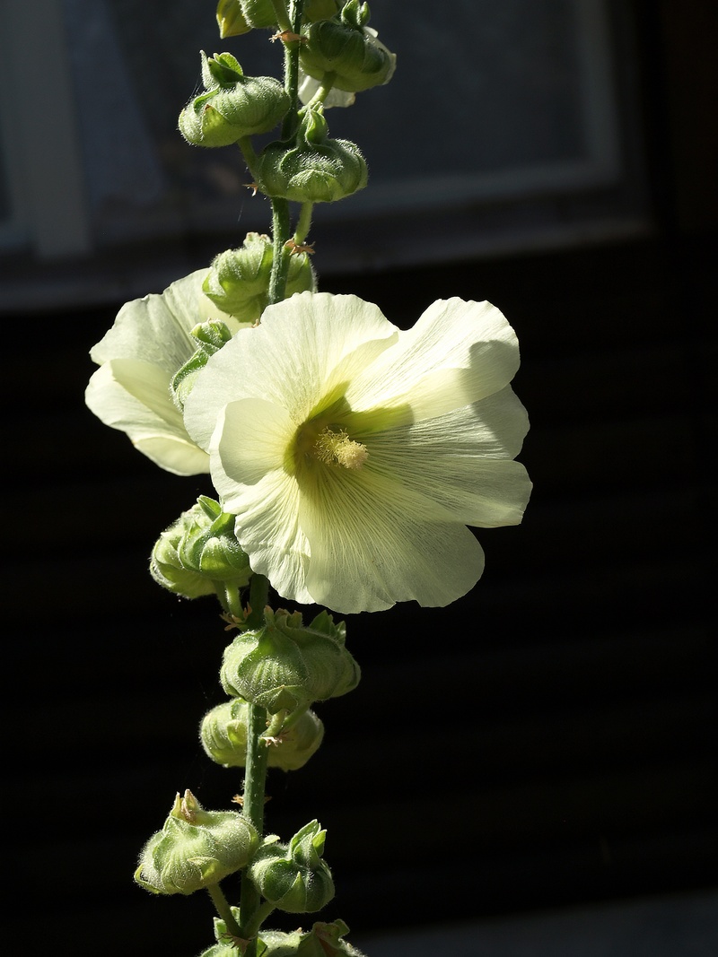 vulnerability, beauty in nature, mallow, garden, leaf, plant part, flowers, inflorescence, the plot, nature, indoors, petal, freshness, flowering, alcea rosea
