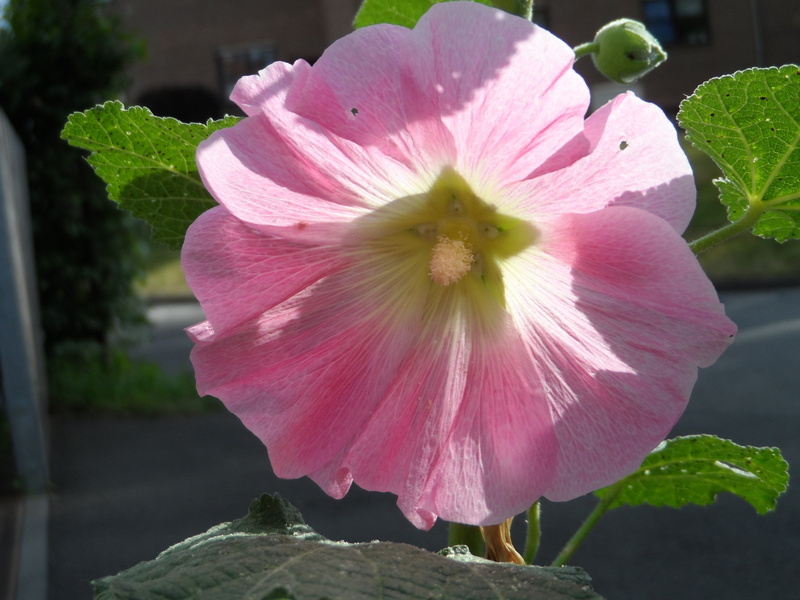 flowers, nature, bright, summer, flowering plant, splendor, alcea rosea, stock rose, mallow, petals, vulnerability, closeup, krautig, grow, stock rose garden