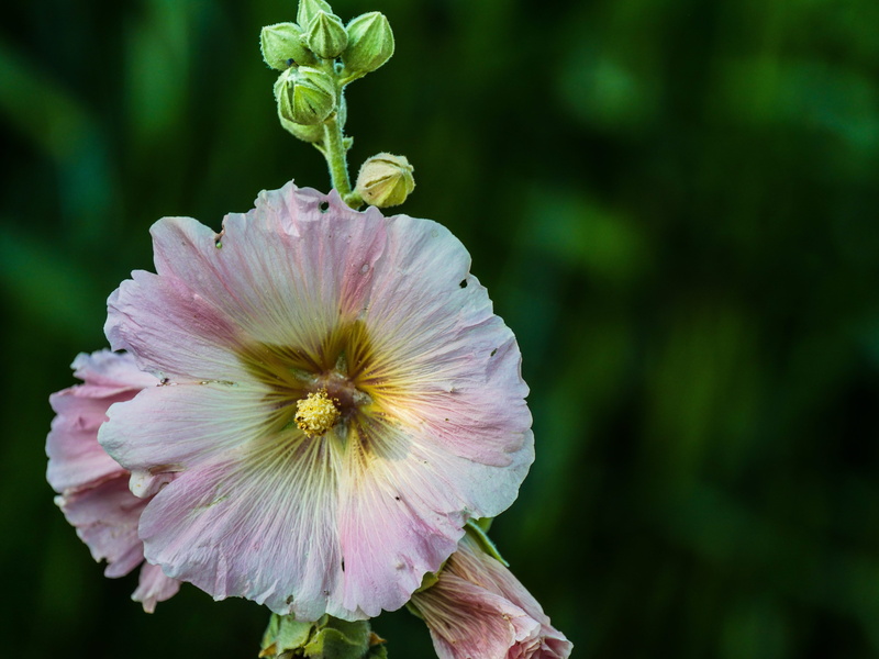 flowering plant, nature, inflorescence, petal, blossom, close up, outdoors, summer, alcea rosea, beauty in nature, bud, bloom, stock rose, flower head