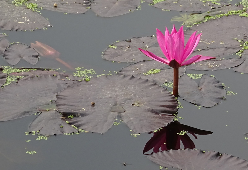 lake, 1080P, flora, water lily, flowering plant, nilofar, inflorescence, plant part, nymphaeaceae, nature, no people, growth, raktakamal, lal shapla, outdoors