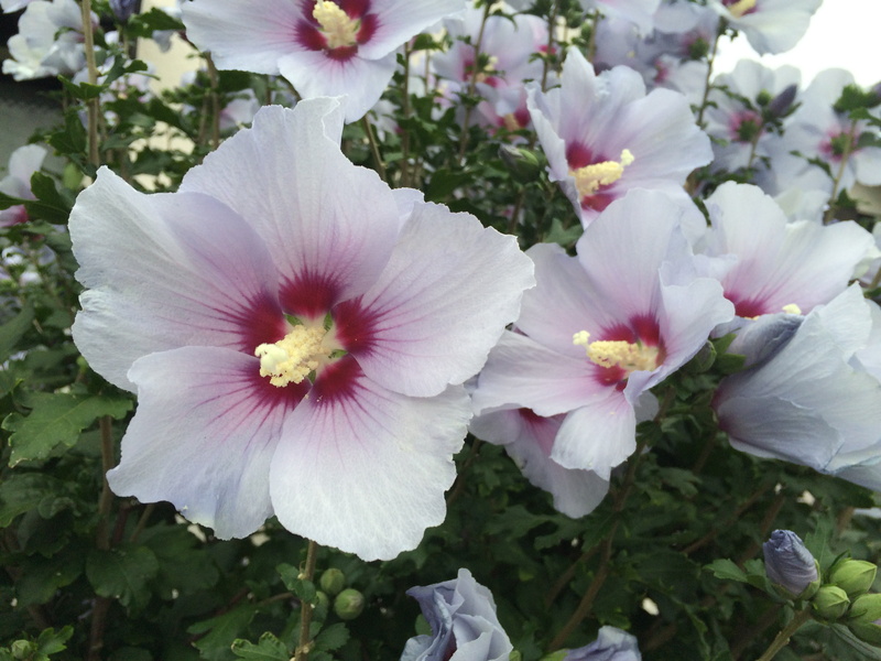 japan, botany, green, freshness, springtime, beauty in nature, red purple, fragility, pollen, flower head, white color, petal, flower, white, pink color