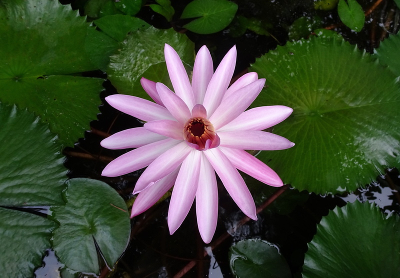 nilofar, bloom, nature, lal shapla, nymphaea rosea, pollen, inflorescence, water, osteospermum, flora, growth, nymphaea magnifica, outdoors, nymphaea rubra
