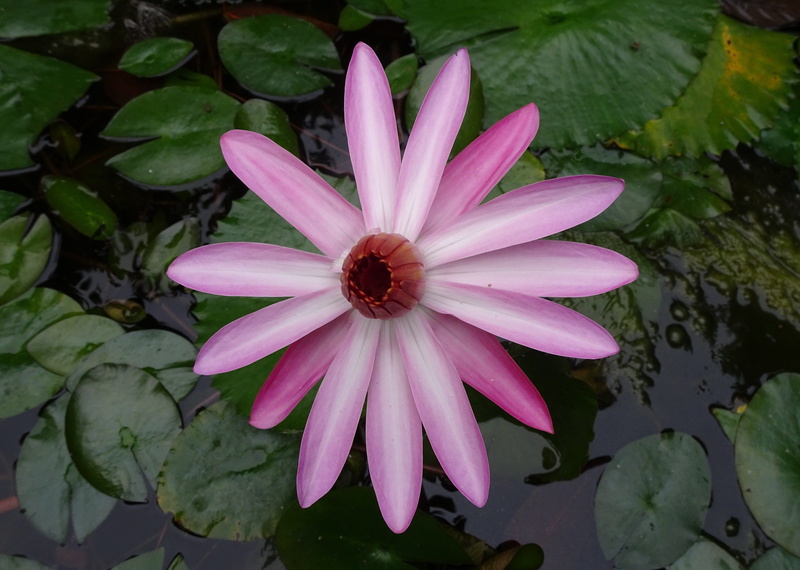 freshness, purple, lily, lal shapla, outdoors, 4K, nymphaea rubra, flora, flowering plant, growth, beauty in nature, plant, flower head, inflorescence