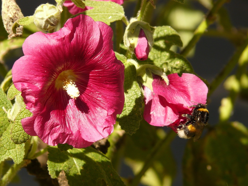 malvaceae, plant, mallow, flowering plant, ornamental plant, poplar rose, pink color, day, flora, growth, beauty in nature, stock rose garden, focus on foreground