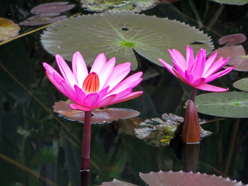 serenity, lake, beauty in nature, flower, springtime, no people, close-up, nympheacea, plant part, growth, laos, purple, fragility, inflorescence, 4K