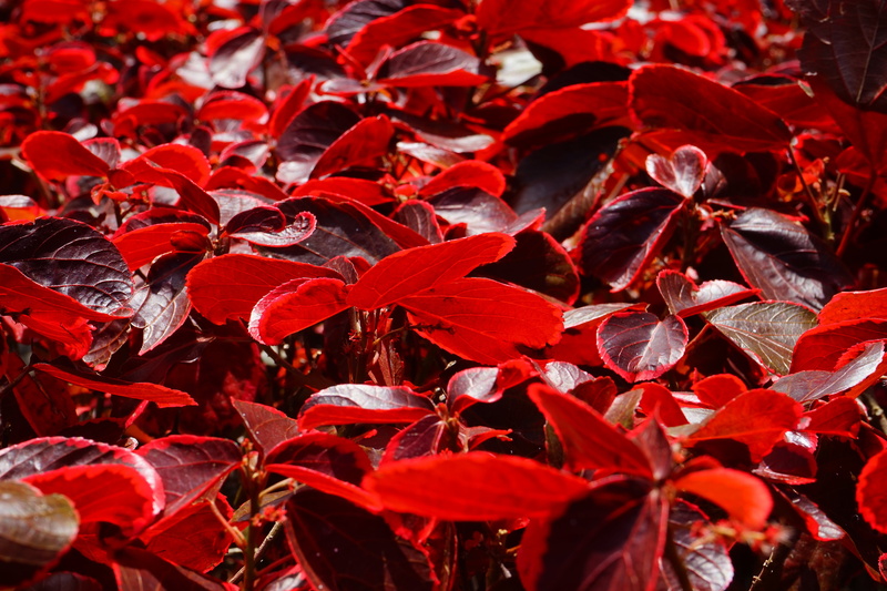 nesselschoen, plant, abundance, buntlaubiges copper leaf, plant part, red border, nature, backgrounds, acalypha wilkesiana, sunlight, beauty in nature