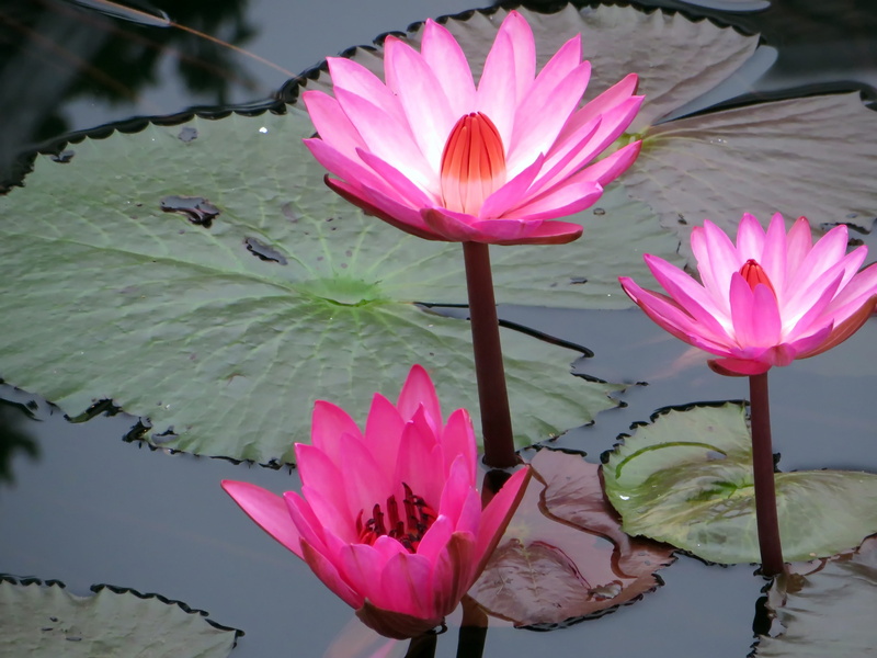 flower head, plant part, no people, flowering plant, pink color, petal, Laos, inflorescence, nympheacea, fragility, water, vulnerability, Pink, nuphar rosea