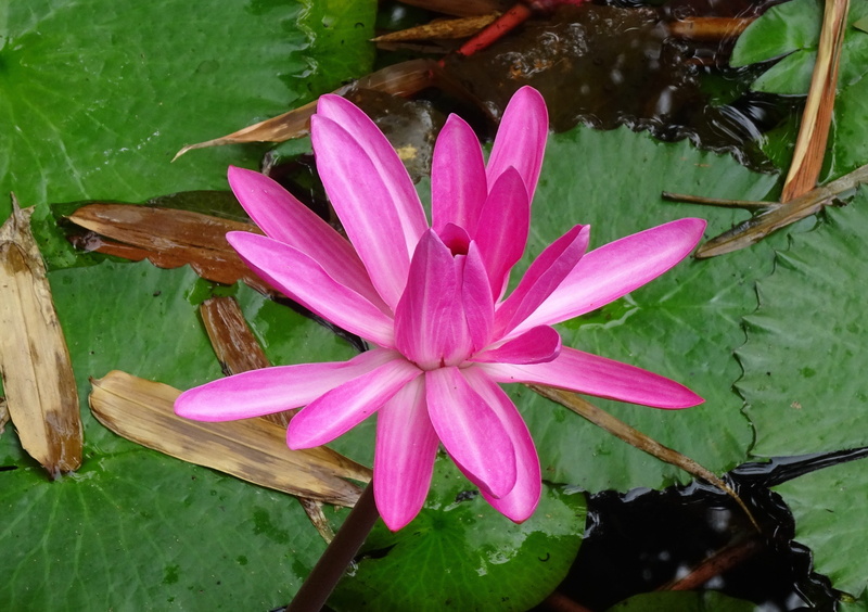 water lily, red water lily, no people, inflorescence, pollen, close-up, nymphaeaceae, plant part, flora, flowering plant, sasan gir, raktakamal, floating on water