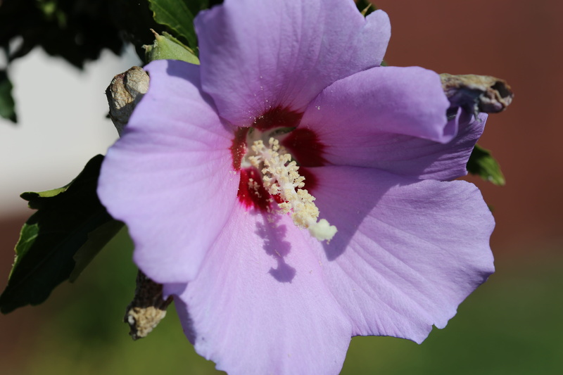 iris - plant, nature, pollen, inflorescence, outdoors, pink color, day, flower head, alcea rosea, blooming, plant, vulnerability, growth, close-up, garden marshmallow