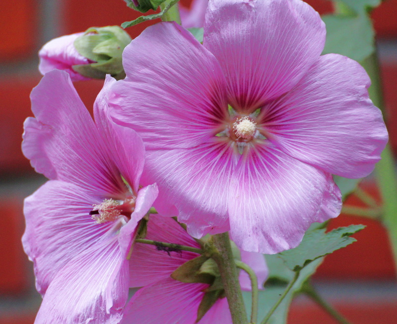 vulnerability, nature, inflorescence, hibiscus, flower head, no people, hollyhock, ornamental plant, pollen, plant, garden plant, growth, stamen, bloom