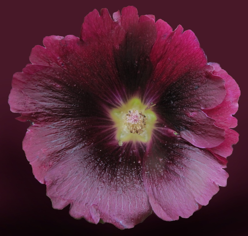 stock rose, petal, summer, black background, freshness, flower, close, vulnerability, petals, baby rose, hollyhock, bloom, pollen, inflorescence, pink color