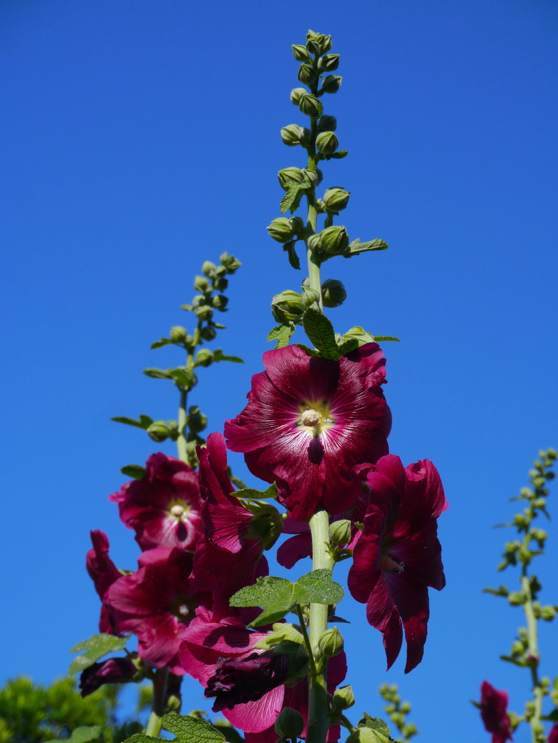 growth, outdoors, flower head, blue sky, 4K, close-up, freshness, akane, red purple, japan, blue, yokosuka, plant, petal, althaea rosea, inflorescence