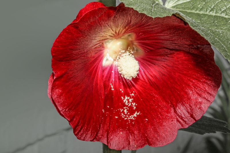 flower head, mallow, focus on foreground, freshness, stock rose, vulnerability, fragility, nature, outdoors, pollen, petal, hollyhock, poppy, alcea rosea