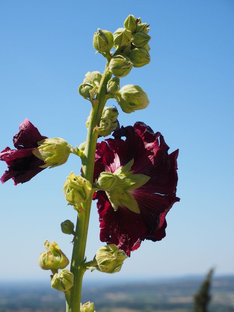 baby rose, ordinary stock rose, day, malvaceae, beauty in nature, growth, blossom, ornamental plant, 4K, alcea, blue, sky, hollyhock, color, stock rose garden