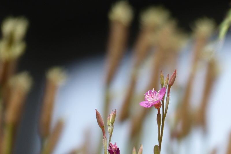 pollen, growth, springtime, day, botany, pink, close-up, blossom, fragility, nature, vulnerability, flower, rose, inflorescence, flower head, pink color