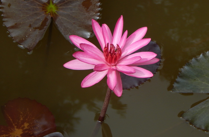 garden, purple, pollen, nymphaea magnifica, aquatic, blossom, flower, red water lily, nature, freshness, close-up, blooming, no people, bloom, lake, flowering plant