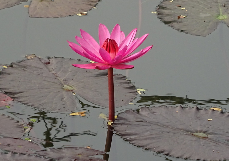 1080P, red water lily, kolkata, nymphaea rubra, pink Color, nymphaeaceae, nymphaea magnifica, bloom, growth, lake, water, plant part, petal, pond, summer