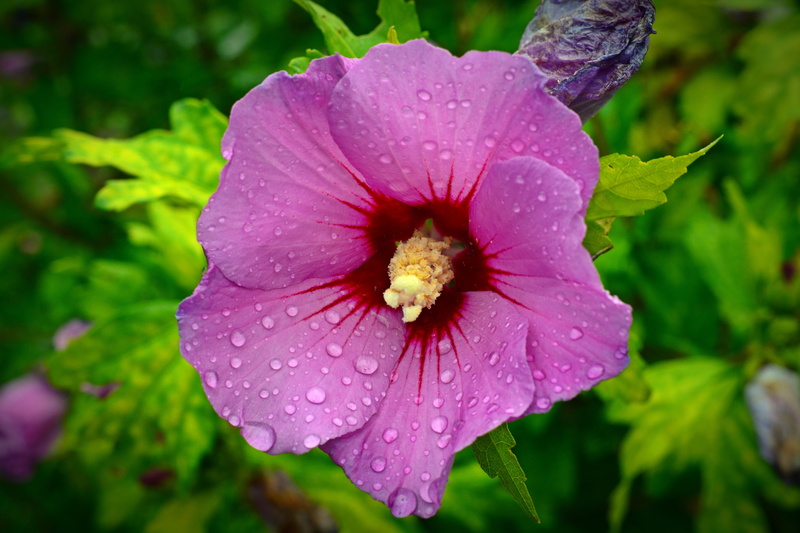purple, inflorescence, blossom, stock rose, flowering plant, wet, drop, outdoors, dew, petal, water, fragility, stock rose garden, rain, focus on foreground
