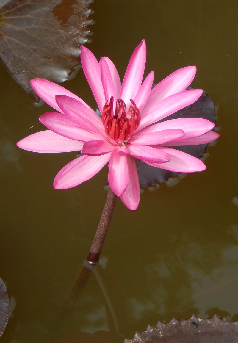 leuconymphaea rubra, leaf, nymphaea magnifica, lal kamal, inflorescence, outdoor, water, india, nature, flower head, waterlily, pollen, beauty in nature