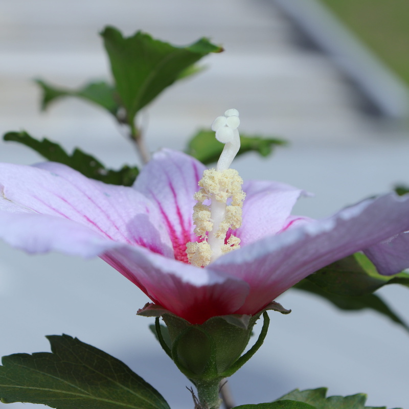 array, these people, my, flowers, inflorescence, flowering plant, outdoors, purple, plant, macro, flower head, buds, rose of sharon, vulnerability, hollyhock
