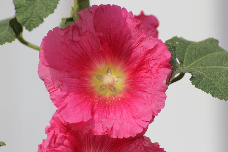 flower, pollen, fragility, alcea rosea, poplar rose, beauty in nature, sepal, mallow, stock rose, flower head, nature, close-up, 5K, garden, bloom, flowers