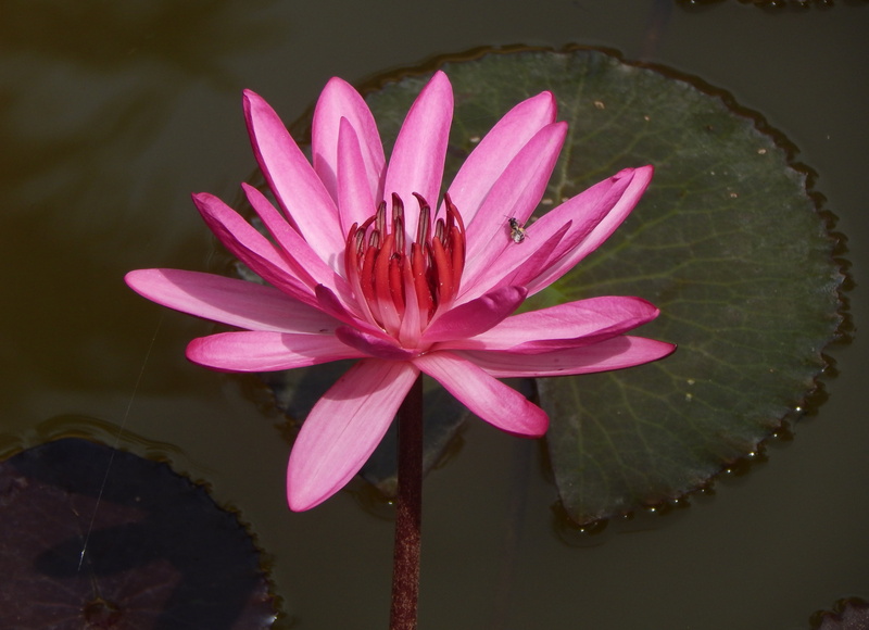 fragility, summer, aquatic, no people, blooming, freshness, raktakamal, garden, red water lily, nymphaea magnifica, floating on water, purple, pollen, vulnerability