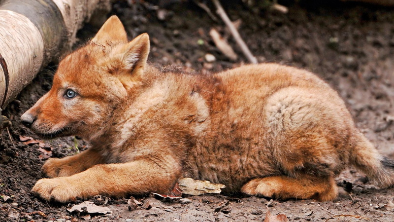 wolf, sweet, photography, pup, cute, pretty, 1080P, baby, animals, dogs, wolves