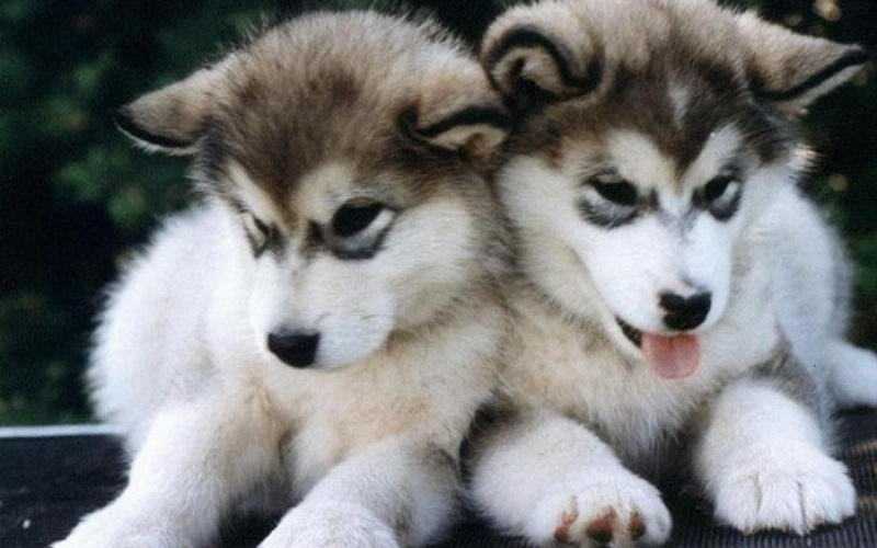 2K, animals, cute, dog face, playful dog, bubbles, playful, beautiful, lovely, dogs, face, sweet, pretty
