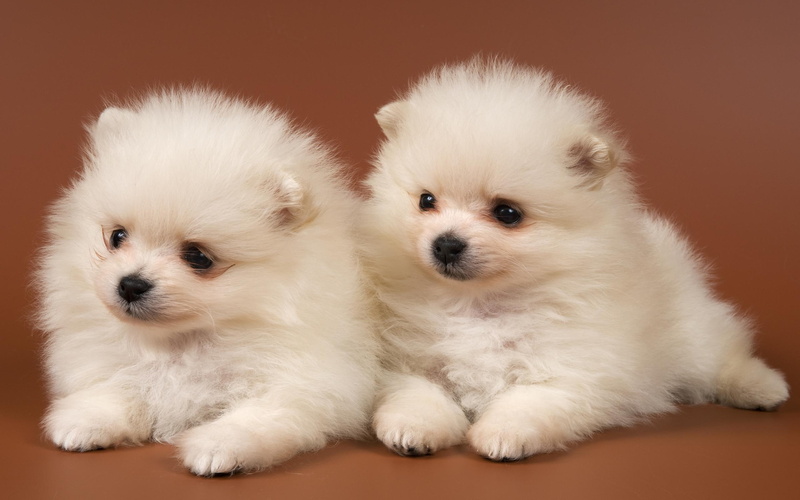 dogs, pretty, loyal, pets, white, breed, puppy, sweet, fluffy, white dog, photogr, animal, 2K, cute, couple